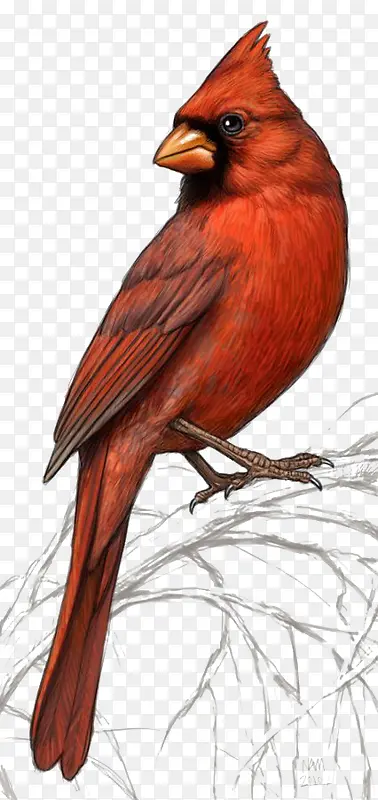 红色鹦鹉