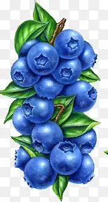 手绘新鲜蓝莓