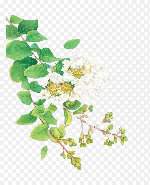 白花绿叶