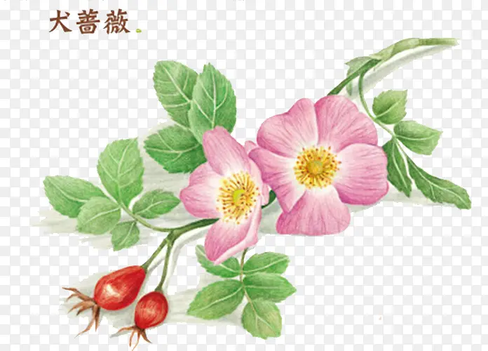 手绘犬蔷薇