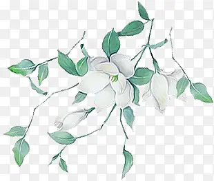 手绘绿叶白花