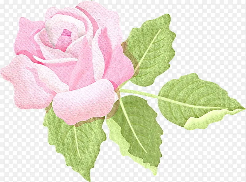 粉色手绘玫瑰