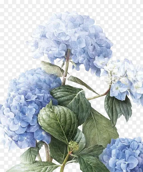 手绘蓝色水彩花朵绿叶