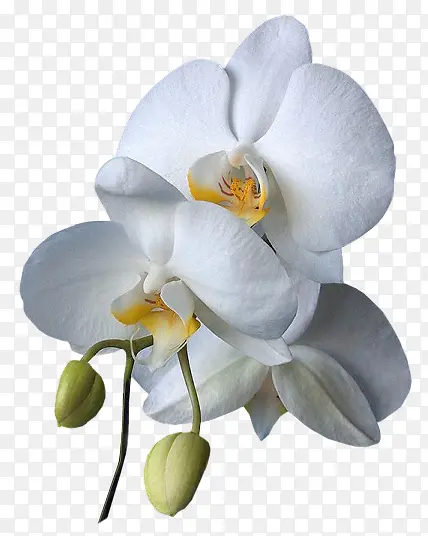 白色小花花苞