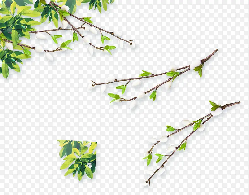白色待放花苞花枝