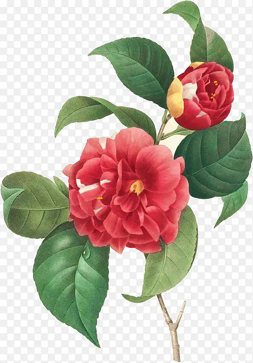 手绘红色牡丹花朵