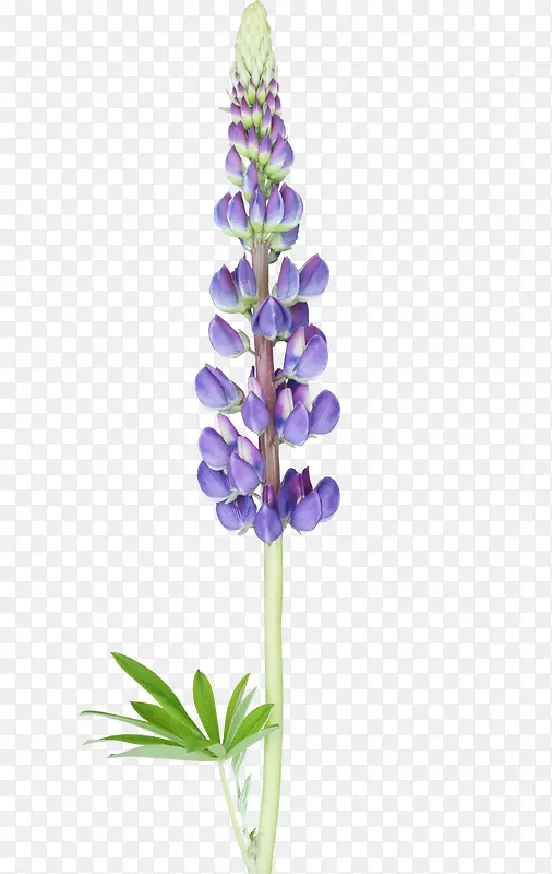 紫色花苞