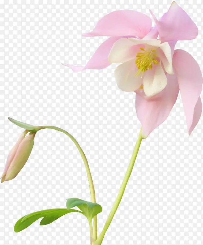 两朵粉红花朵花苞装饰图片
