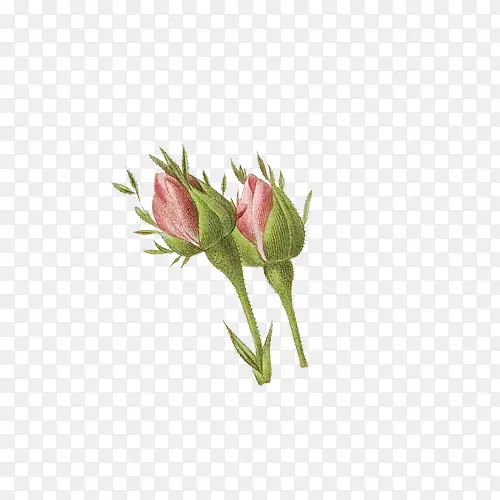 花苞手绘花苞绿色枝叶