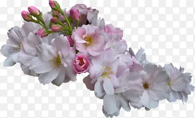 粉色高清花朵花苞
