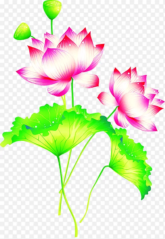 中秋节手绘绿叶粉色荷花
