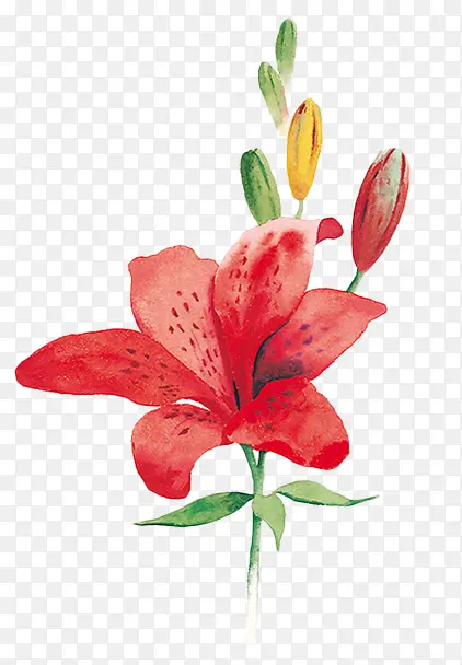 花卉红色花朵花苞装饰