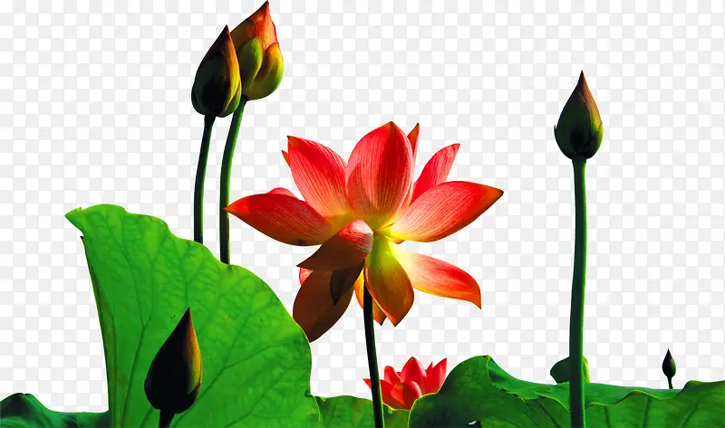 植物莲花花苞设计