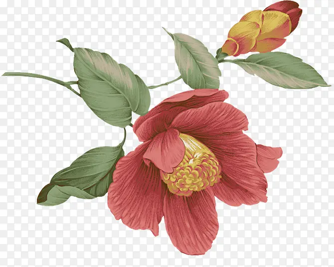 手绘红色花朵花苞