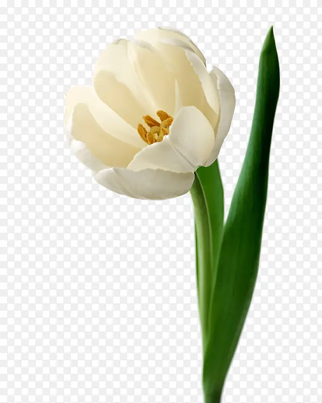 鲜花