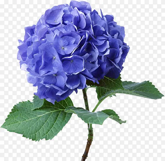 花蓝色牡丹花朵