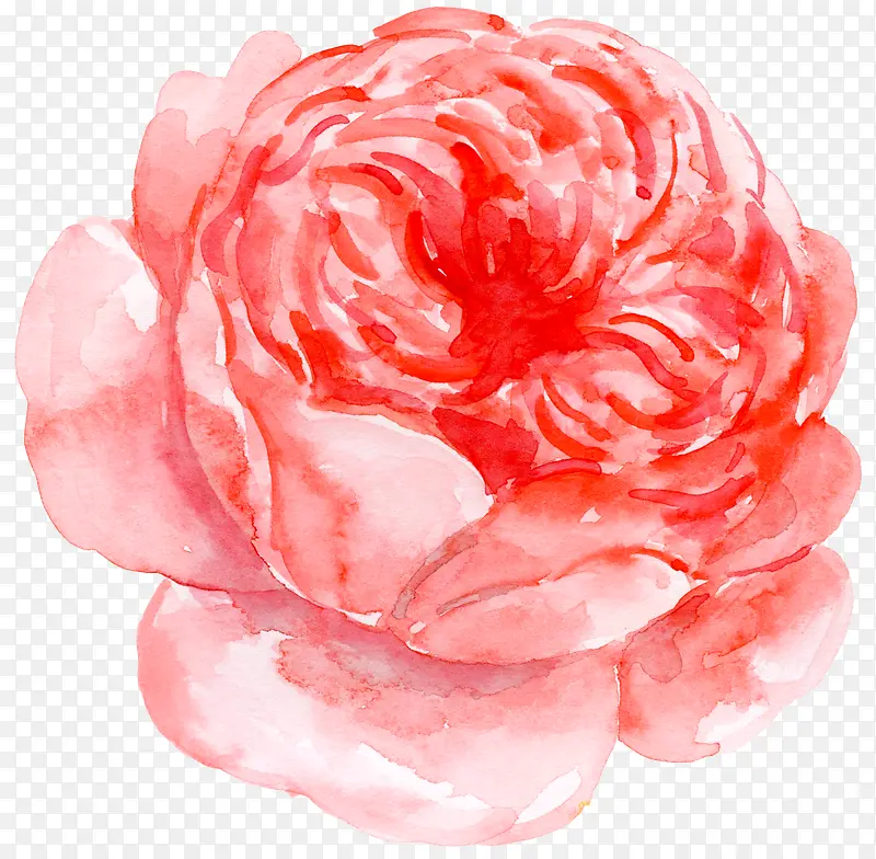 牡丹花粉色手绘花朵