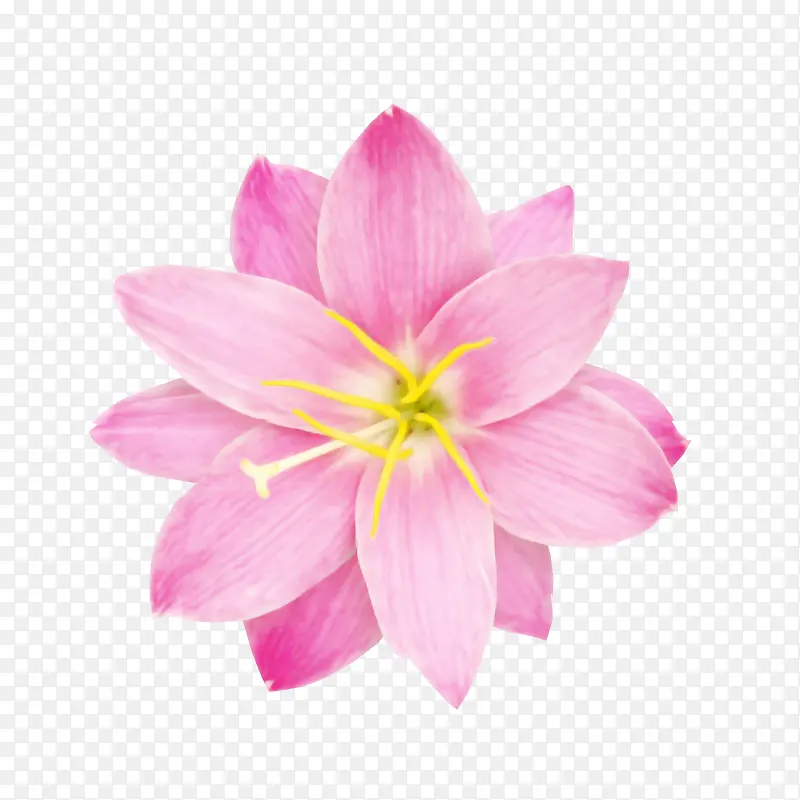 粉红花卉贴图