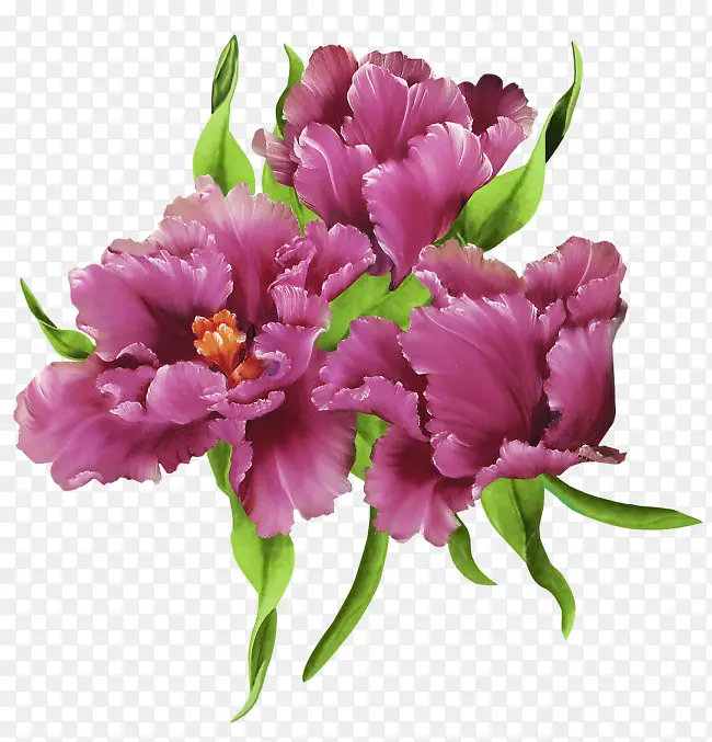 牡丹花紫色花朵