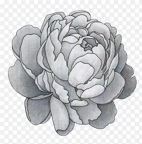 牡丹花手绘灰色牡丹花
