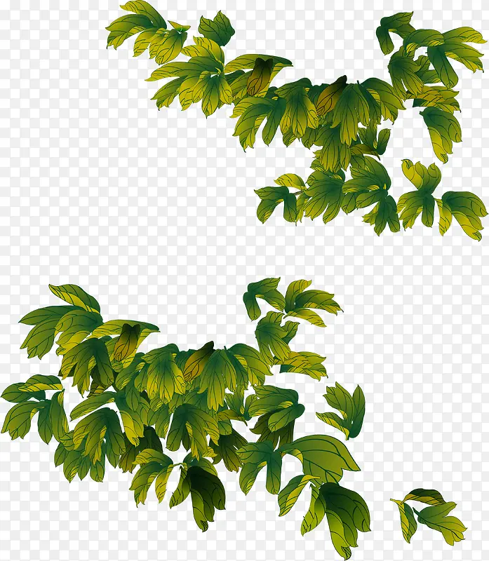 手绘绿色牡丹叶子插图