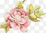 彩绘牡丹花粉红花朵