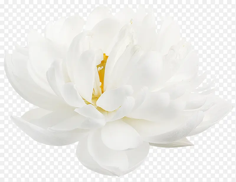 白色牡丹花装饰