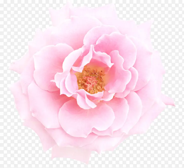粉红牡丹花朵花蕊