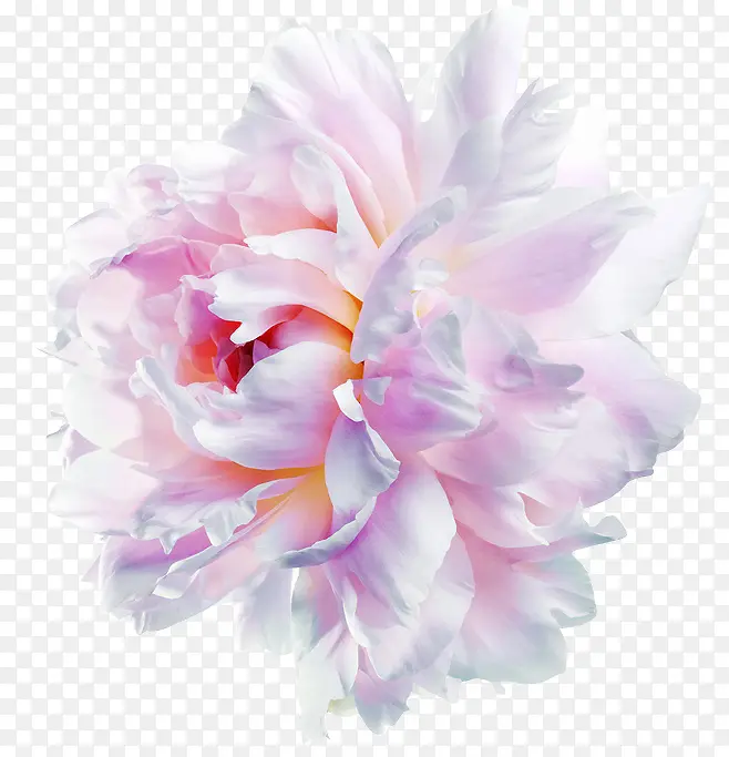牡丹花朵装饰