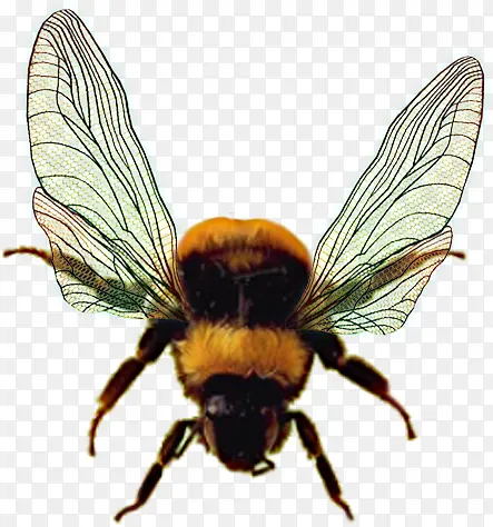 手绘翅膀的蜜蜂