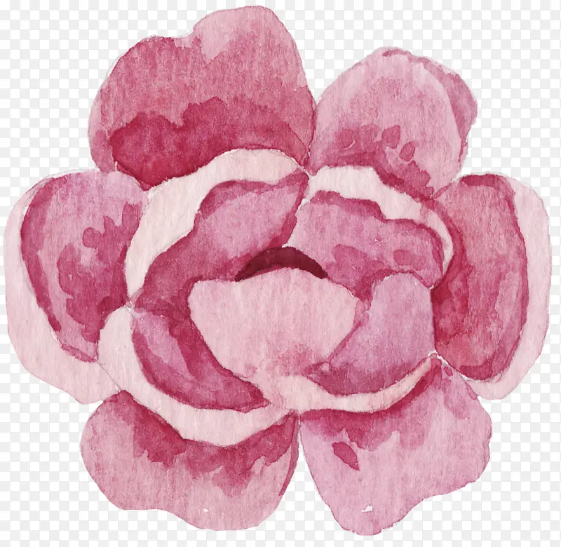粉色手绘的花卉植物