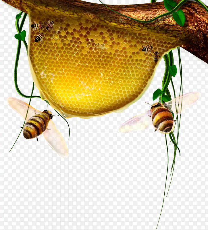 金色蜂巢蜜蜂