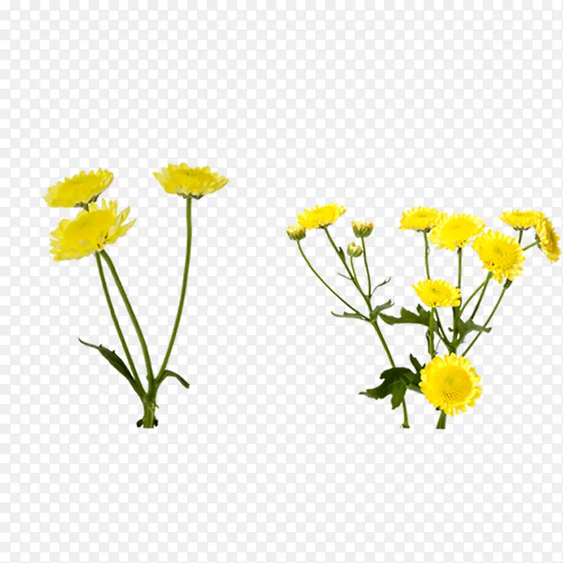 两株开着黄色小花的植物
