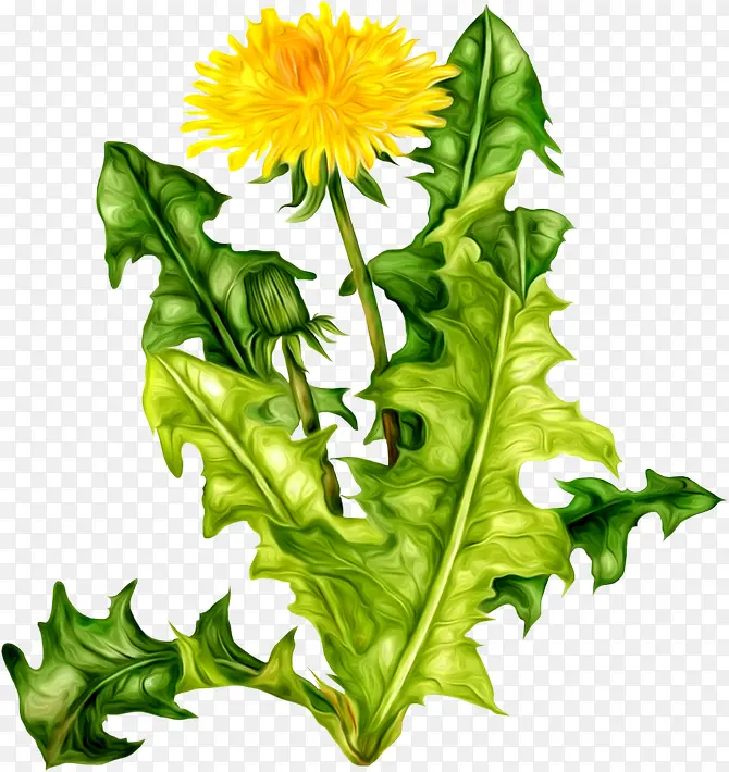 黄色菊花绿叶