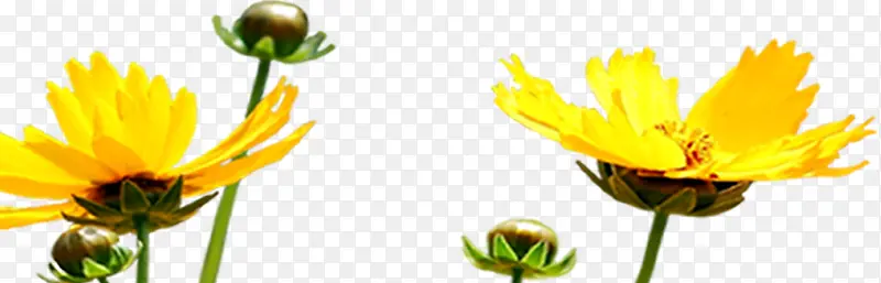 黄色夏季小花绿叶装饰