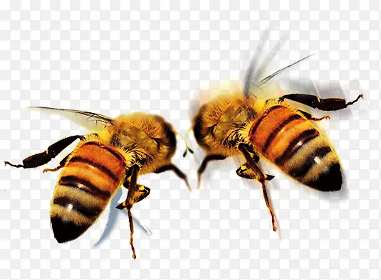 免抠透明黄色小蜜蜂