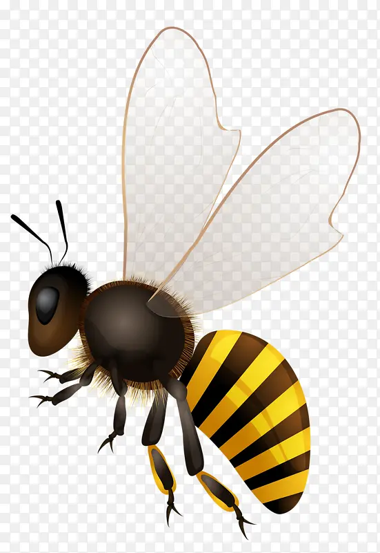 手绘昆虫蜜蜂