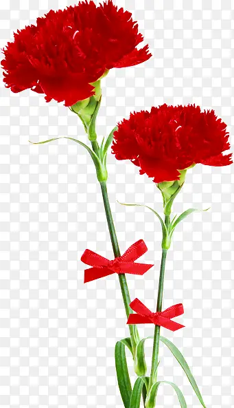 红色花朵植物高清节日