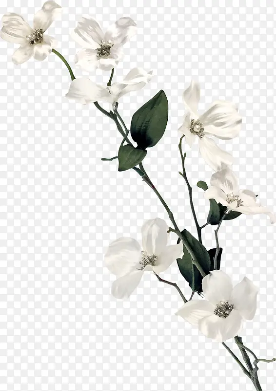 白色礼花