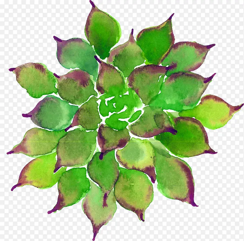多肉植物