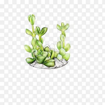 手绘多肉植物素材免抠