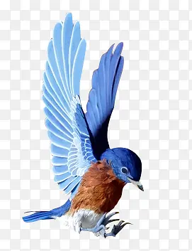 蓝色翅膀小鸟