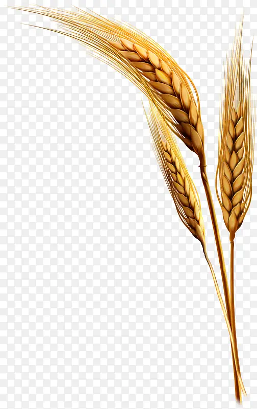 小麦植物素材免抠