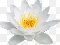 莲花