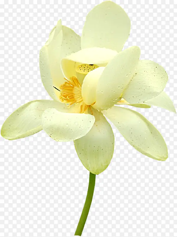 白色莲花莲蓬