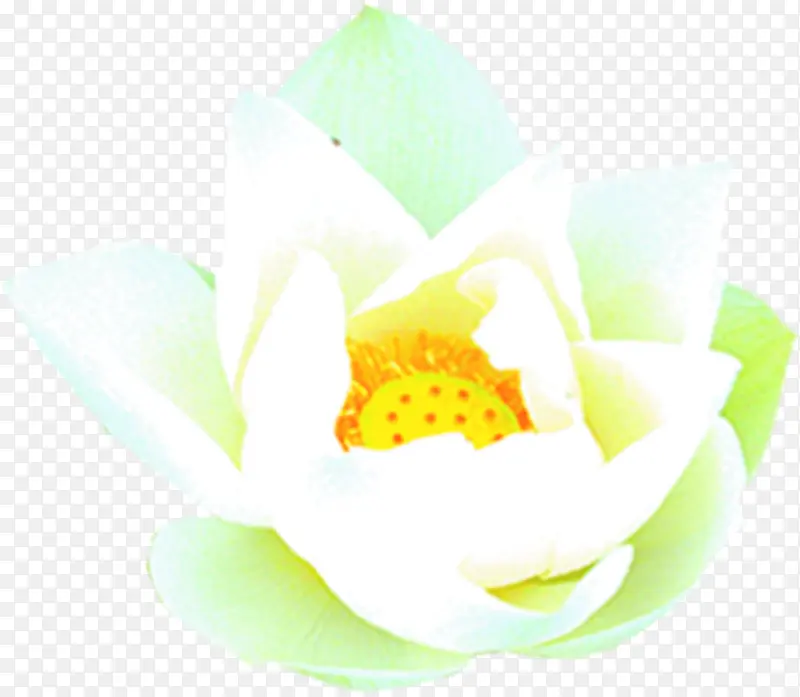 白色莲花端午
