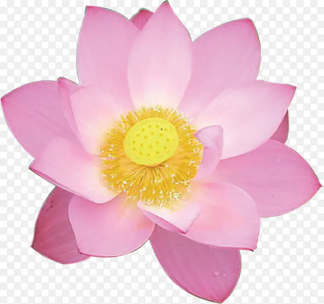 盛开的荷花粉色花朵中秋海报