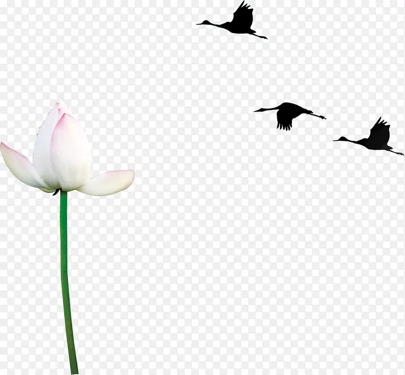 白色莲花和三只仙鹤