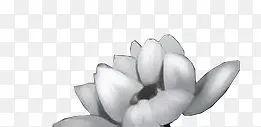 白色纯洁手绘莲花