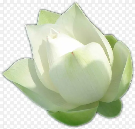 绘画白色荷花海报